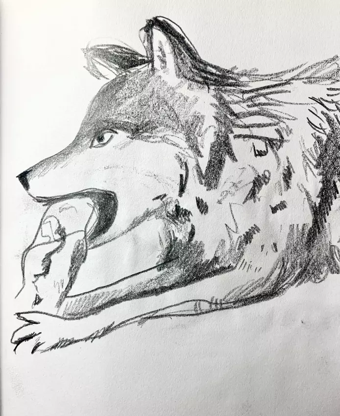 pencil drawing of a wolf eating a bone 